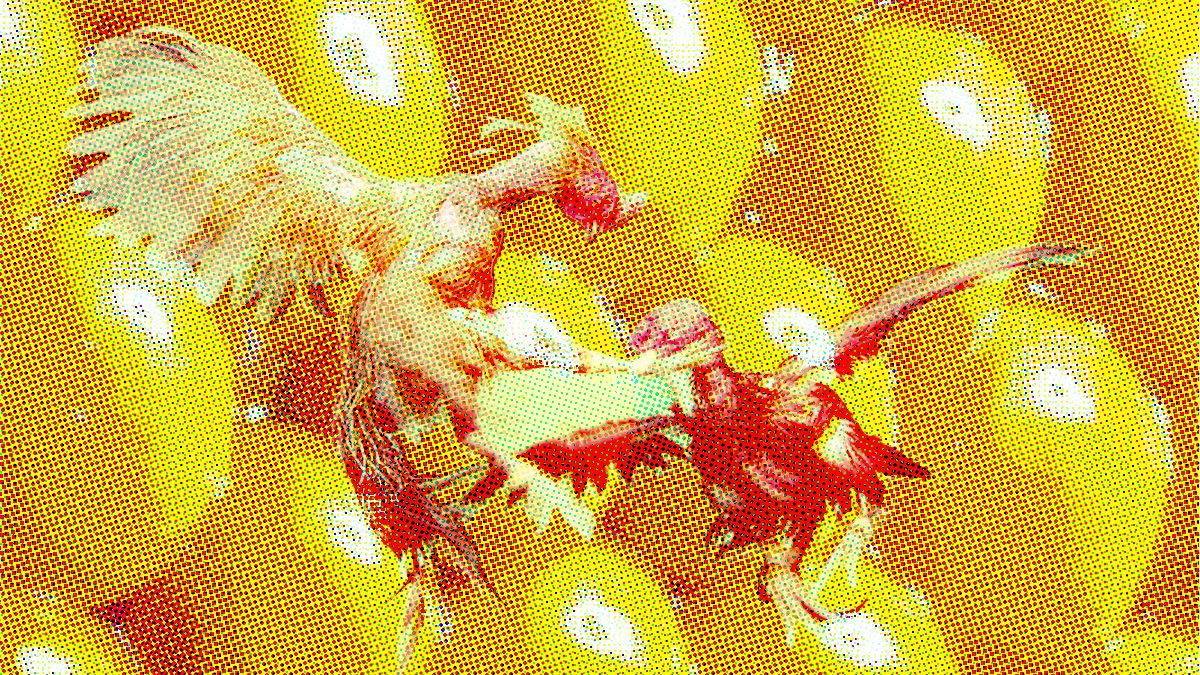 Cockfight